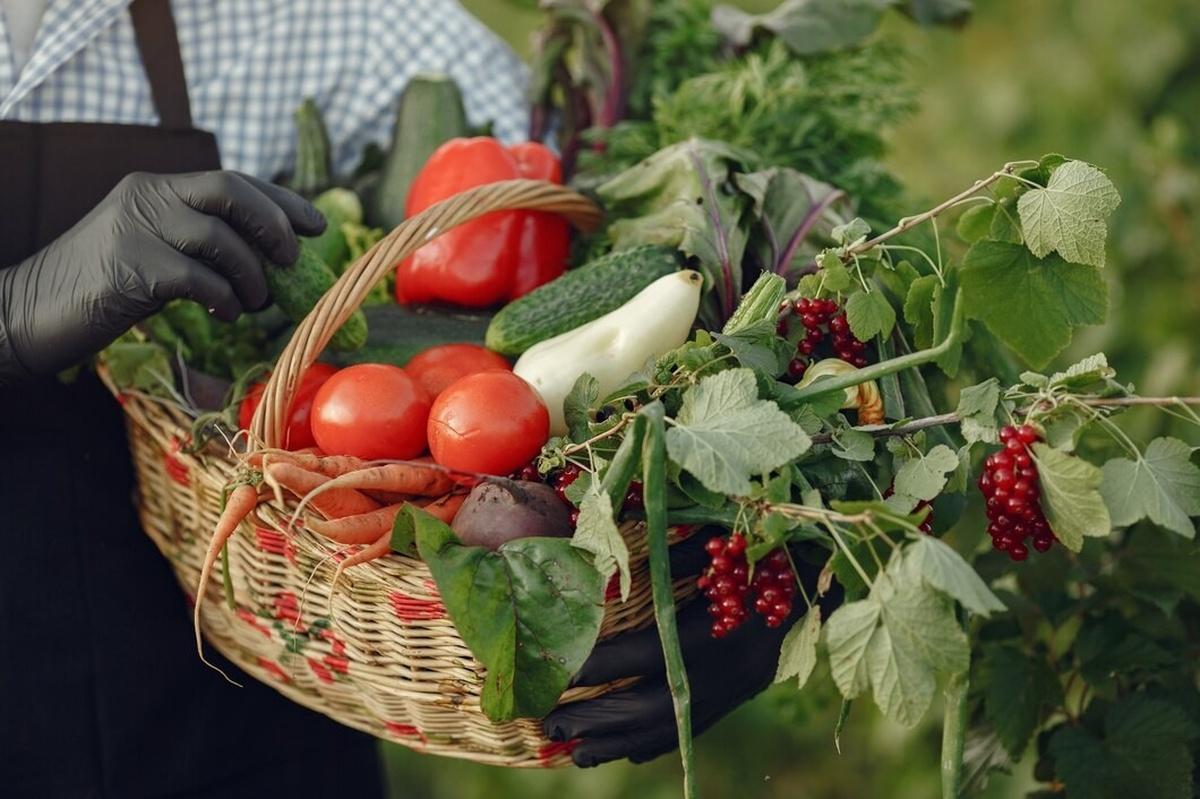 В России наблюдается рост сбора урожая овощей
