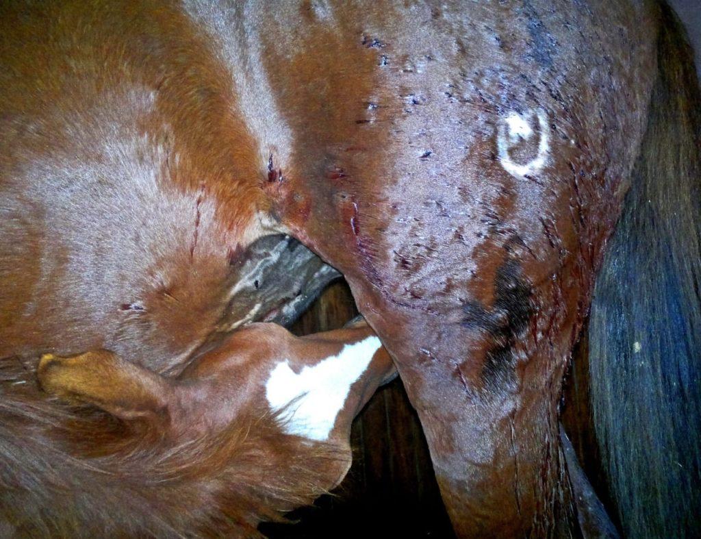 В Смоленской области неизвестные обстреляли лошадей спортклуба