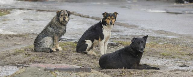 В Якутии стая бродячих собак напала на ребенка