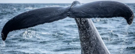 Спасатели не могут закончить освобождение попавшего в сети редкого гренландского кита в Хабаровском крае.