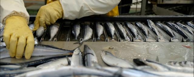 В Мурманске появились два завода по переработке рыбы
