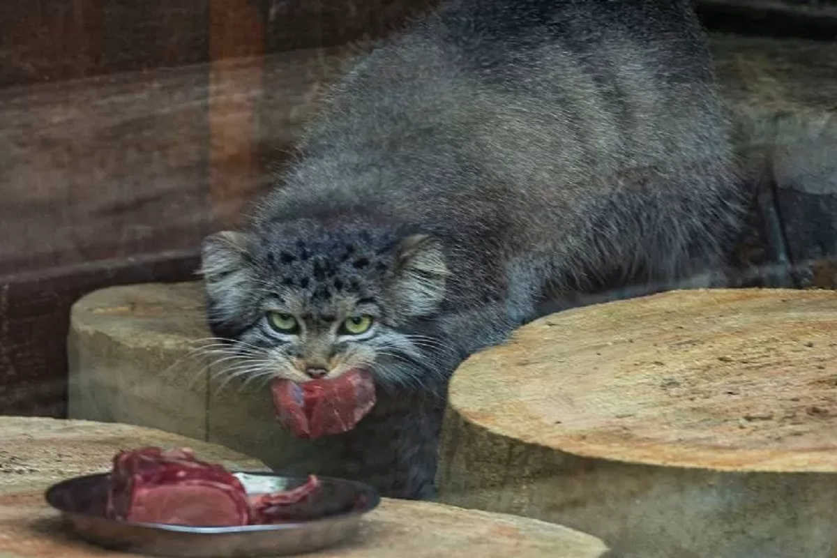 Новосибирский зоопарк лишился одного из манулов
