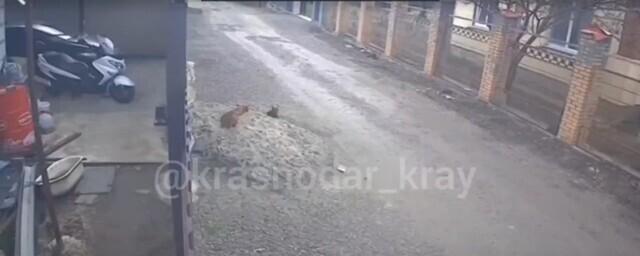 В посёлке под Краснодаром мужчина расстрелял собаку своего соседа