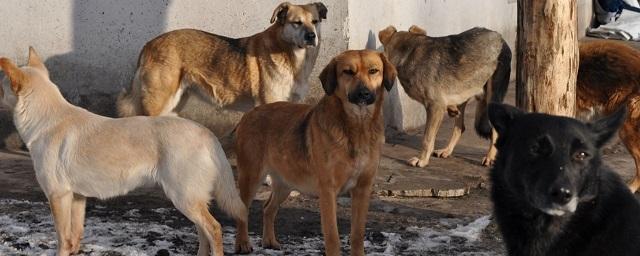 Под Новосибирском произошло новое нападение бродячих собак на ребенка