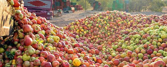 Партию польских яблок сожгли в Мурманске