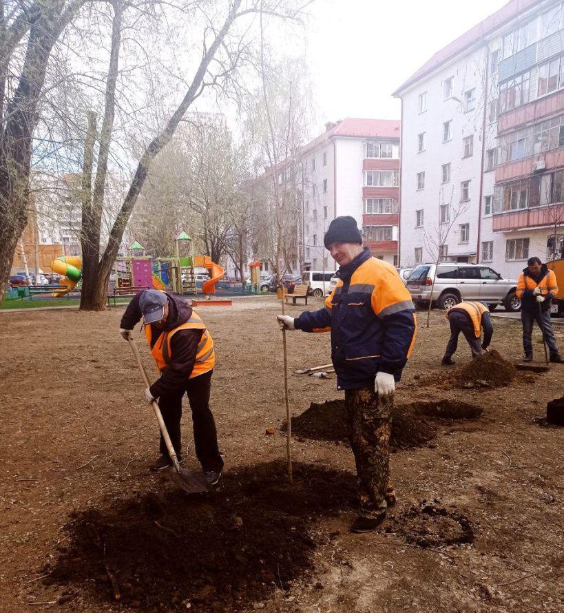 В Раменском округе в рамках акции «Лес Победы» высадили пять новых кленов во дворе на улице Гурьева