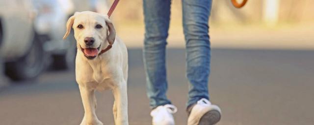 Новосибирцам запретили выгуливать крупных и средних собак без намордника