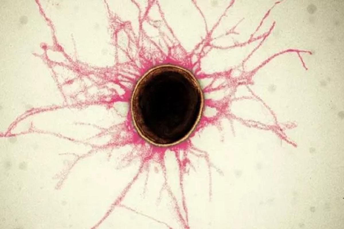 Ученые нашли связь между бактериями в полости рта и болезнями сердца