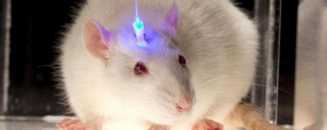 Биологи пересадили в мышь крохотный человеческий мозг