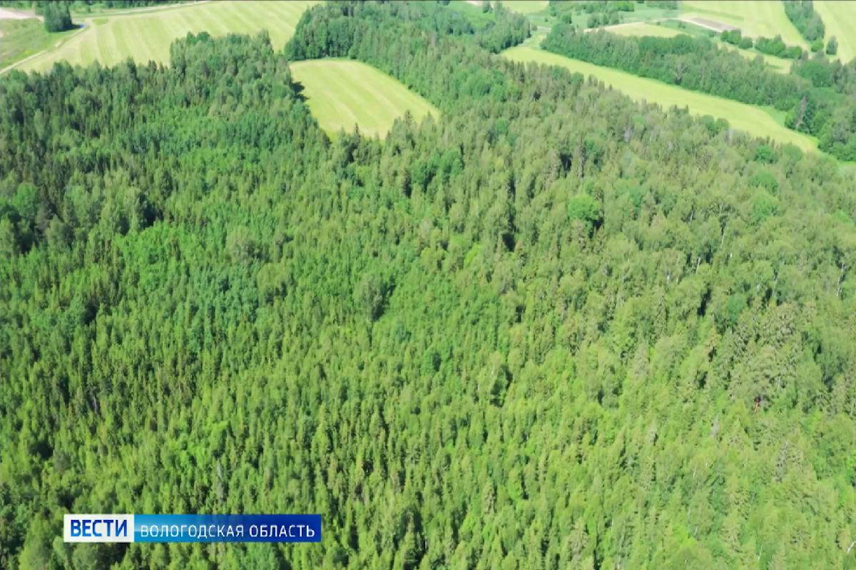 Более 60 беспилотников охраняют лесной фонд Вологодской области от пожаров