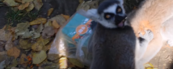 В зоопарке Новосибирска лемуры отобрали у ребенка пакет с попкорном