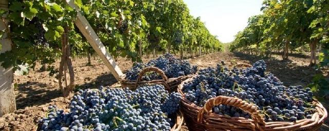 В Севастополе на 30% увеличился объем собранного винограда