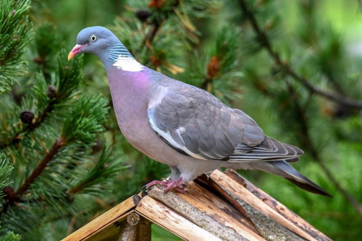 В Краснодарском крае нашли мертвыми более 2000 диких голубей, следователям нужно выяснить причину гибели пернатых