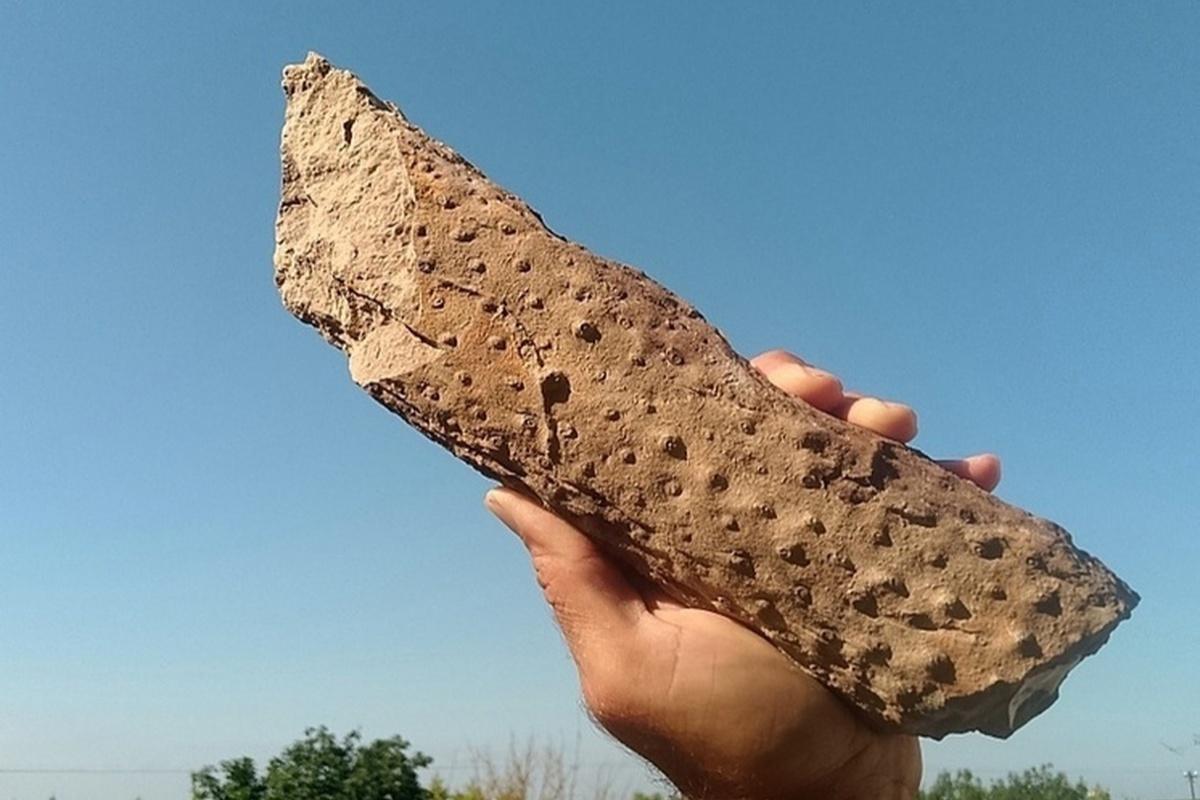 В Калужской области нашли окаменелое растение, которому может быть 300 млн лет