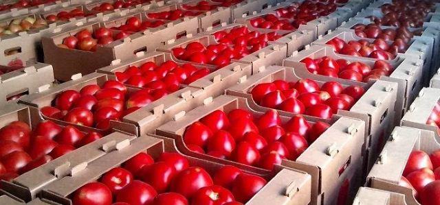 Россия ограничила ввоз томатов и перца из Казахстана из-за вируса коричневой морщинистости