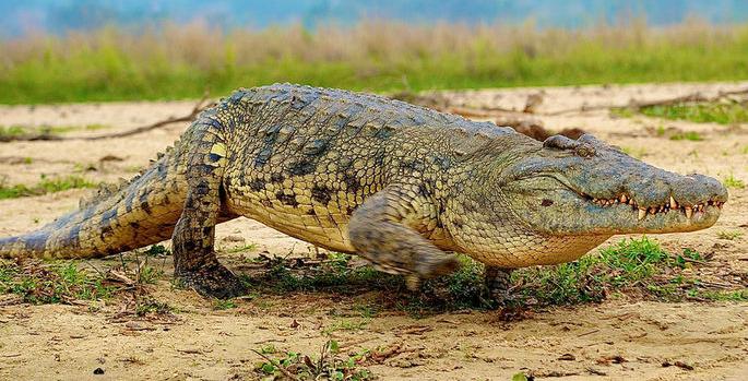 В Индонезии сельские жители убили 300 крокодилов