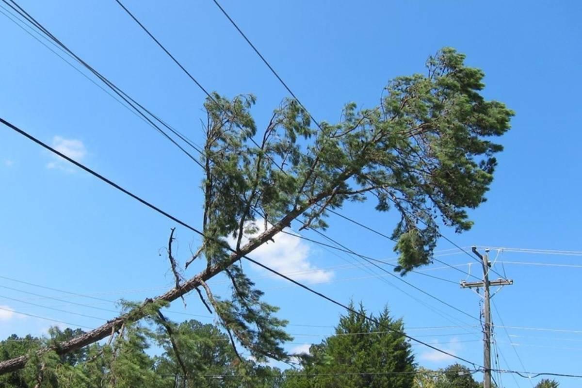 В Туле упавшее по неизвестным причинам дерево оборвало провода ЛЭП