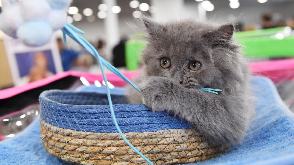 В Ленобласти по льготной программе стерилизовали более 60 кошек и собак