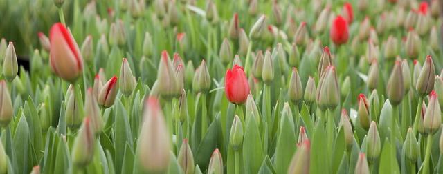 В Красногорске высадят более 284 тысяч луковиц тюльпанов