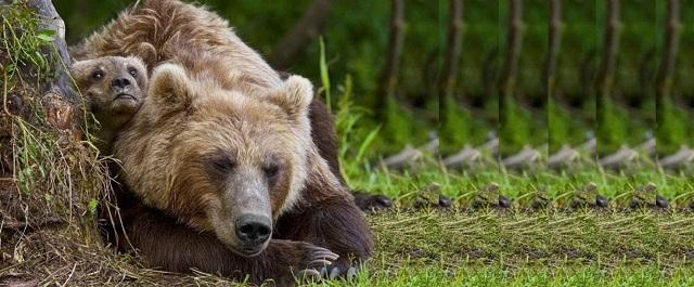 На улицы в Междуреченске вышла медведица с малышом