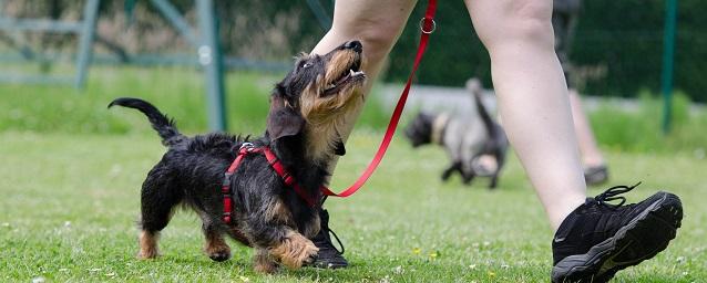 Moscow citizens used the service of online appointment to the veterinarian more than 700 thousand times