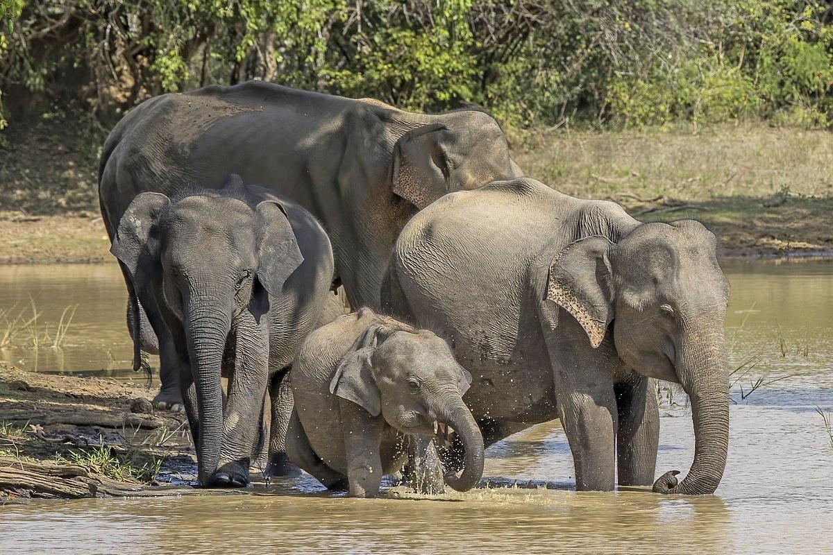 Ленинградский зоопарк оказался слишком мал для подаренных Лаосом слонов