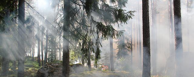 Власти Югры сообщили об одном действующем лесном пожаре площадью 70 га у Нижневартовска