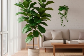 Ботаник Абизов рассказал, какие комнатные растения улучшают микроклимат