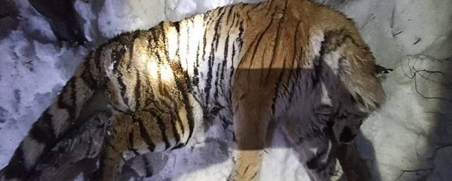 В Хабаровском крае истощенный тигр совершил нападение на тракториста
