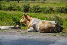 Председатель Думы Астраханской области Игорь Мартынов: Закон о правилах выгула сельскохозяйственных животных призван упорядочить ситуацию и обеспечить безопасность движения
