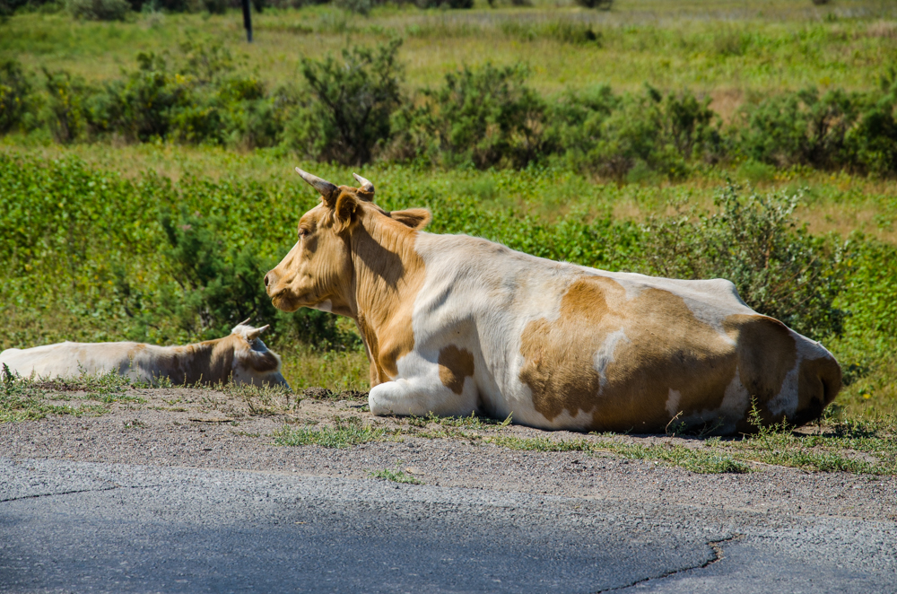 Председатель Думы Астраханской области Игорь Мартынов: Закон о правилах выгула сельскохозяйственных животных призван упорядочить ситуацию и обеспечить безопасность движения