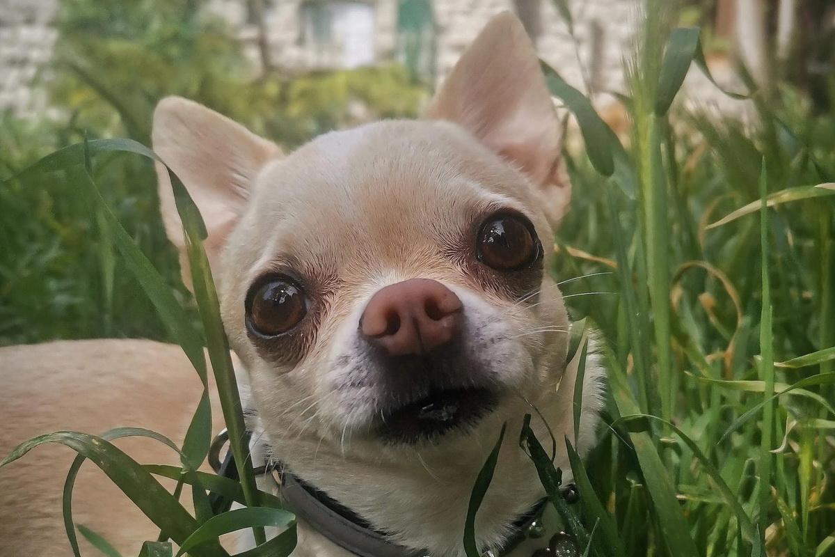 В США чихуахуа спас хозяина, предупредив о смертельной опасности. Как собаки распознают болезни человека