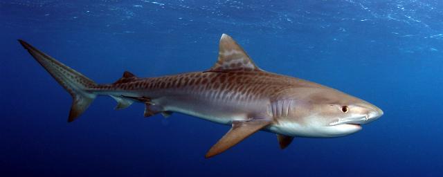 В Австралии акула дважды покусала рыбака