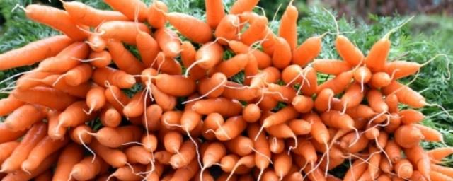 В Омске Роспотребнадзор обнаружил  зараженную глистами морковь