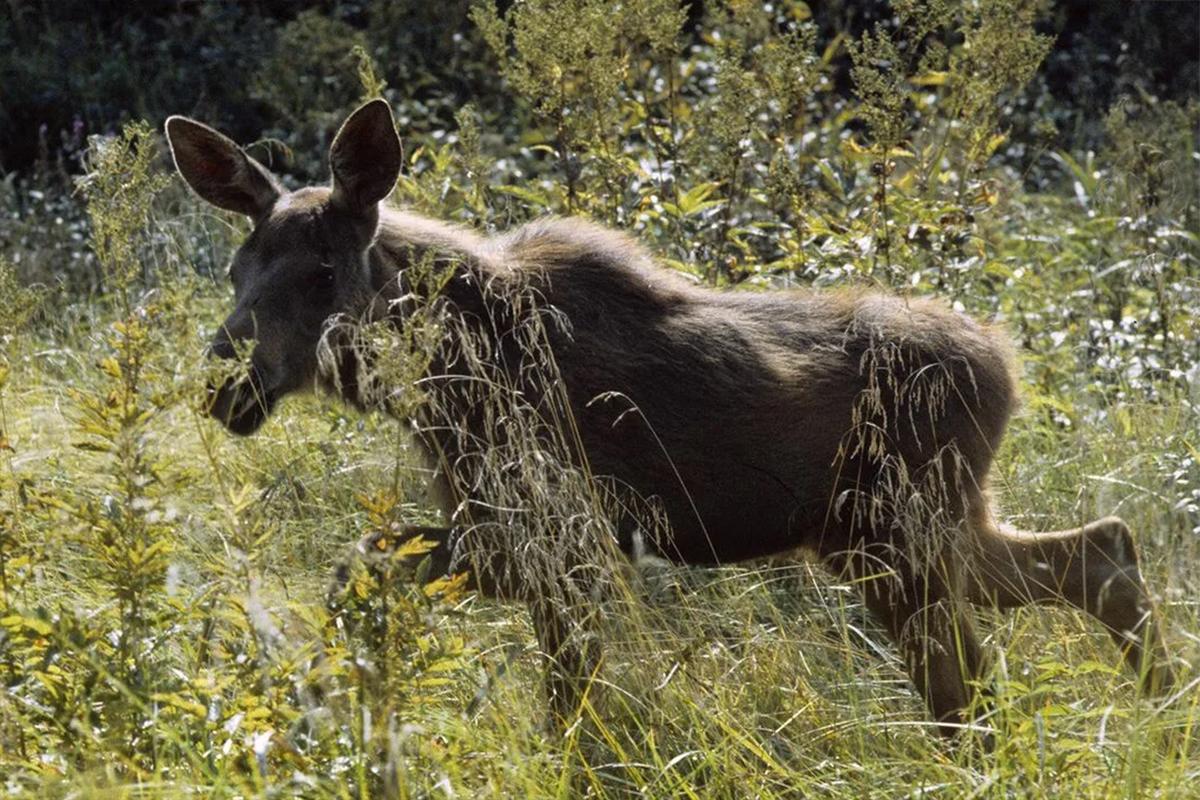В Новосибирске посчитали косуль и лосей