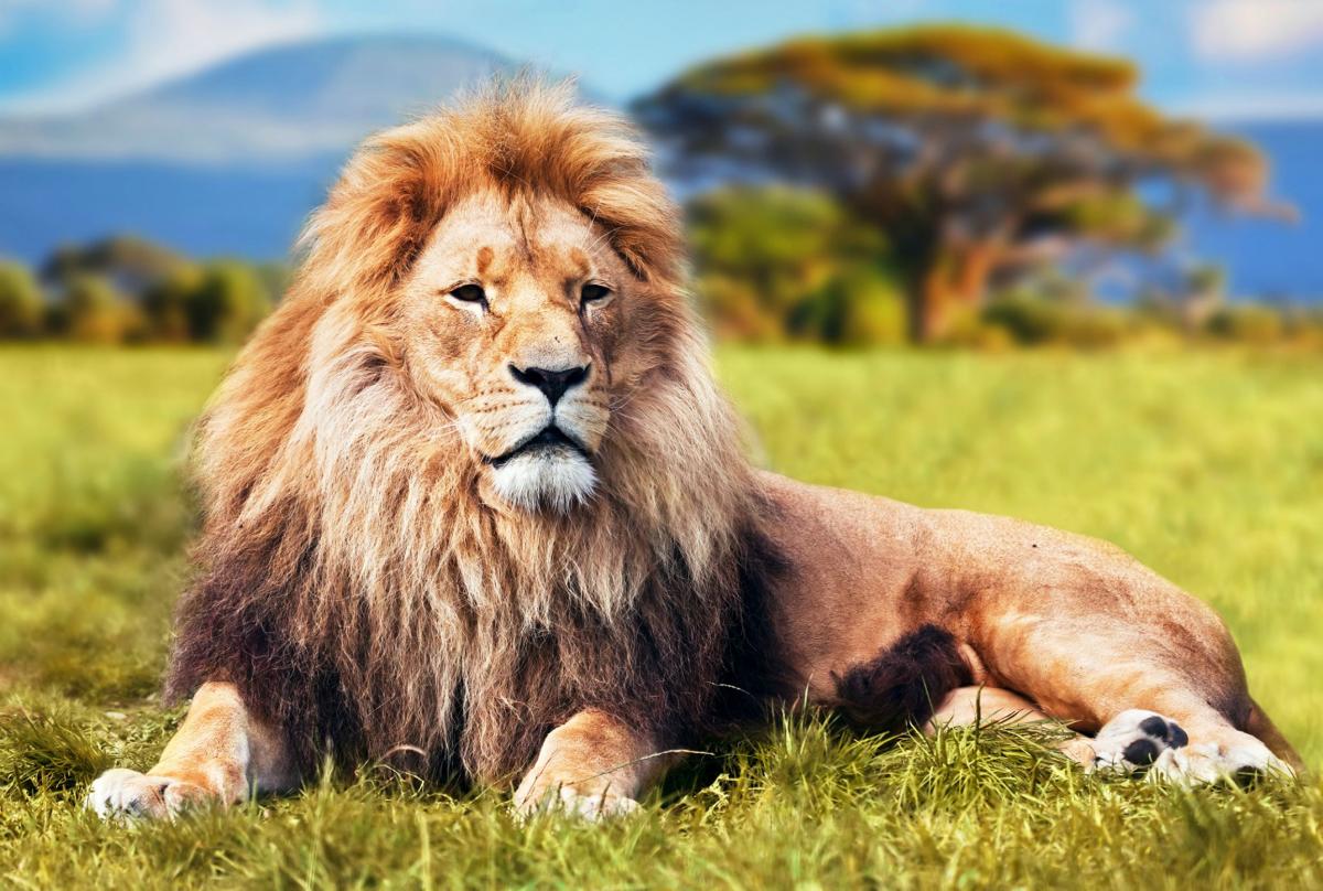 Ученые: В Африке проживают 22,5 тысячи львов