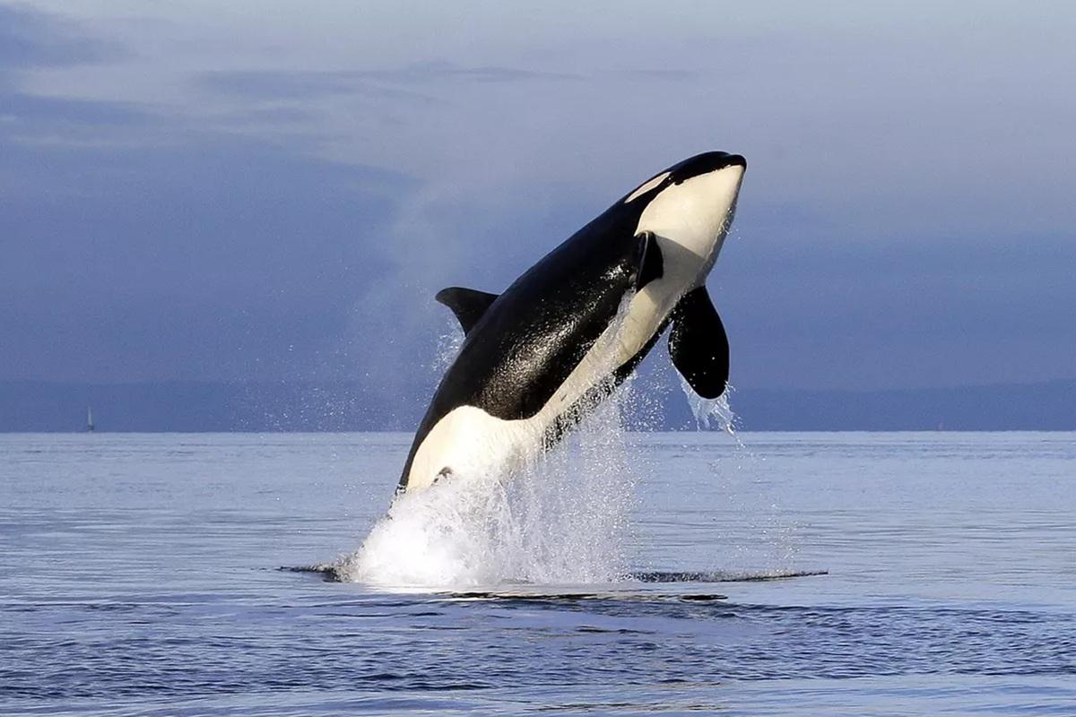 Косатки в Португалии утопили яхту с семьей из пяти человек