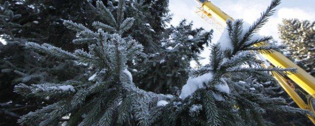В Мосгордуме предложили новое наказание за незаконную вырубку елок