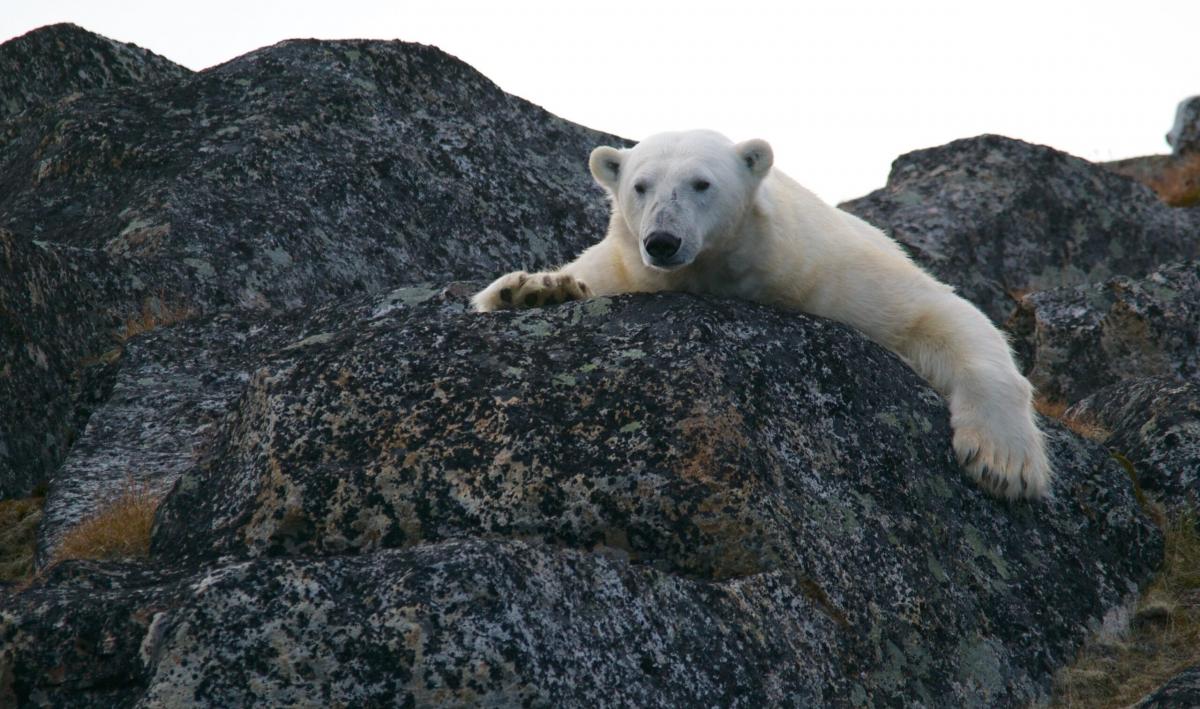 В Гренландии пришлось ликвидировать белого медведя, набросившегося на исследователя