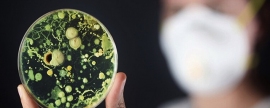 Новая угроза человечеству: когда грибковые эпидемии станут опаснее вирусов