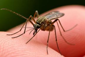 Комары-переносчики опасных червей добрались до центра России