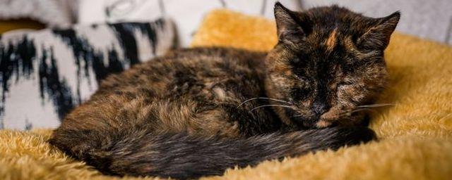 26-летняя Флосси официально названа самой старой кошкой в мире