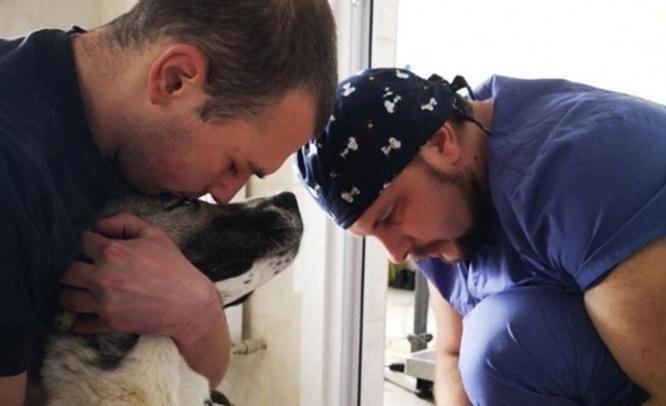Новосибирские ветврачи в течение трех дней будут бесплатно стерилизовать собак во  Владикавказе