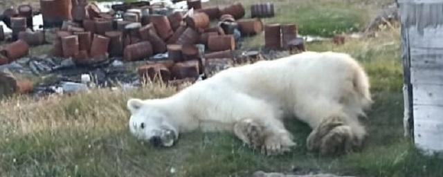 Московский ветеринар, полетевший спасать белого медведя в Диксон, застрял в Норильске