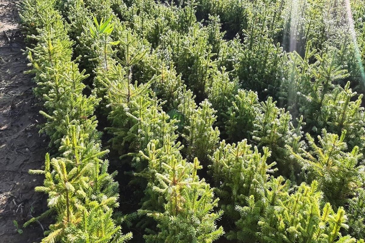 В Свердловской области восстановили 32 тыс. гектаров леса, поврежденного пожарами в текущем году