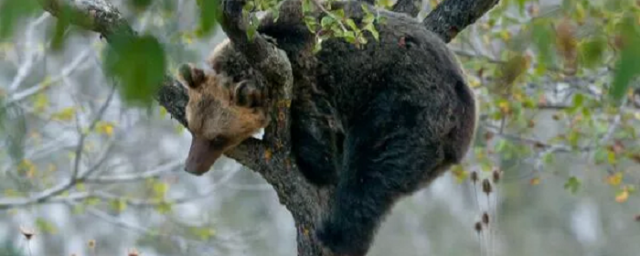 В Италии застрелили медведицу Амарену – символ нацпарка