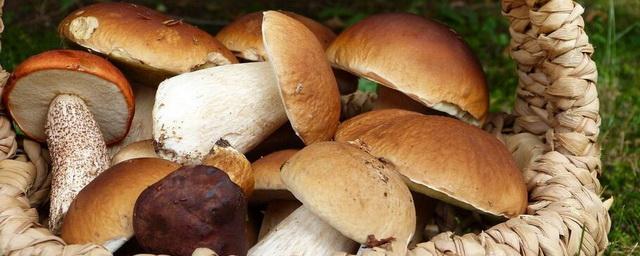 Грибные места Новосибирска и области, какие грибы растут в регионе, где их собирают, в чем опасность