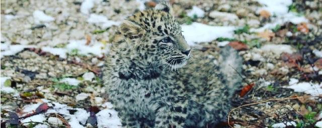 Спустя два месяца сочинскому детенышу леопарда дали имя