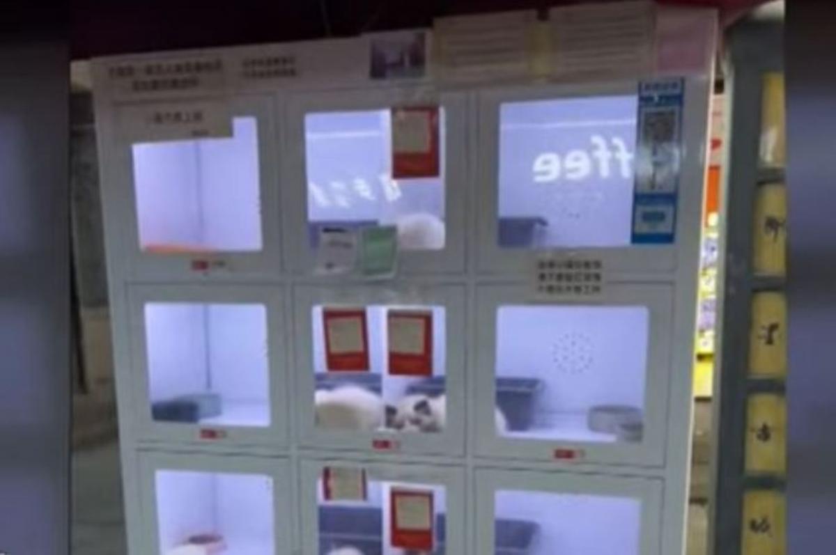 Новшество по продаже животных через автоматы в Китае возмутила зоозащитников