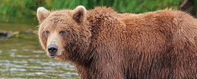 На Камчатке медведица сильно ранила пенсионера, полиция организовала проверку